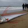 В Австралии на берег выбросило «рыбу Судного дня»